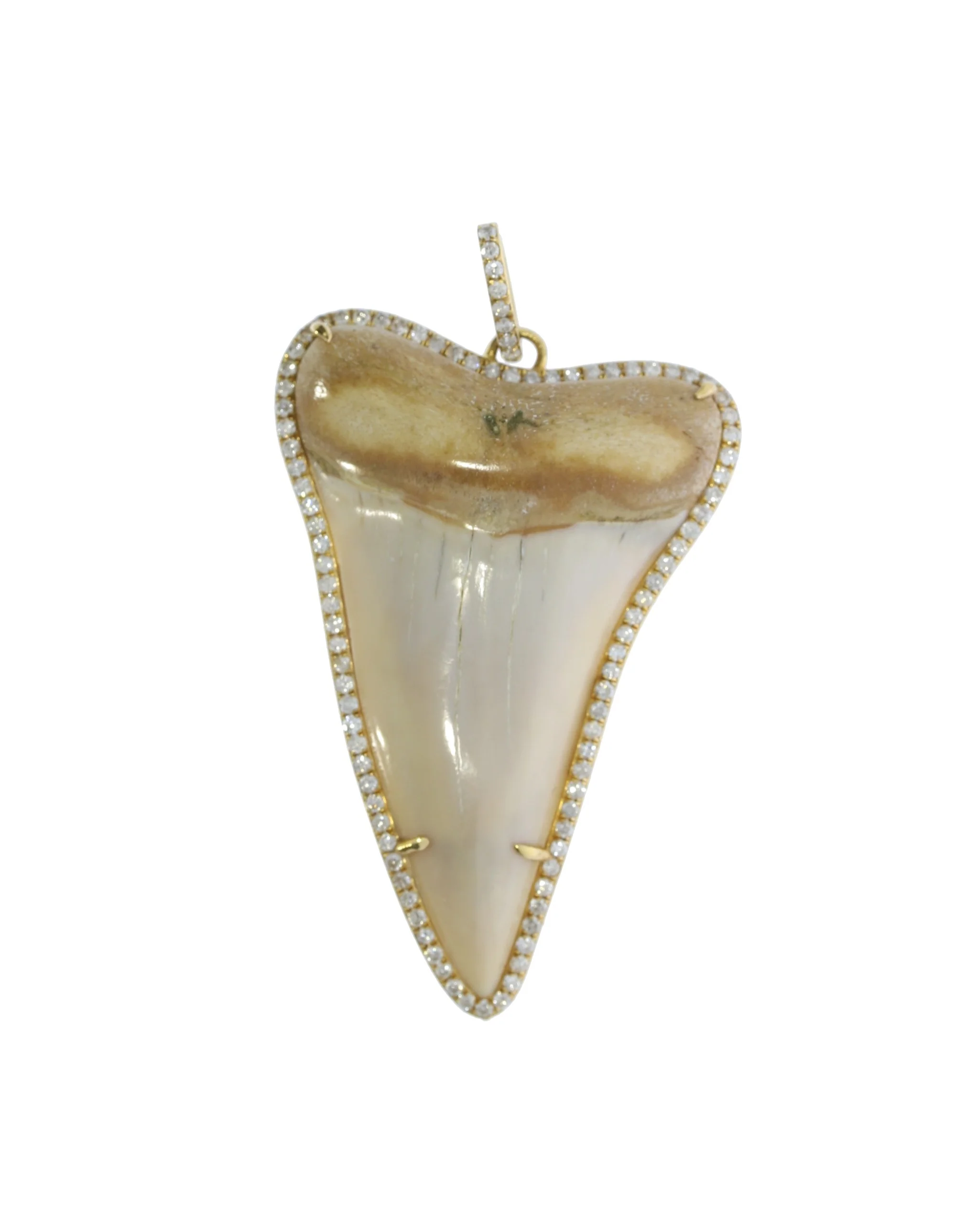 Shark Tooth Pendant